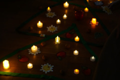 csillagrege-tulipan-ardo-63