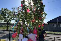 majusfa-allitas-26-074
