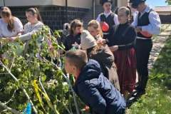 majusfa-allitas-26-077