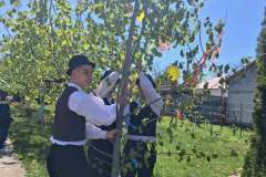 majusfa-allitas-26-103