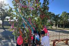majusfa-allitas-26-122